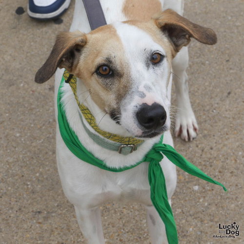 Peter, an adoptable Retriever in Washington, DC