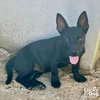 Perla - Photo 3