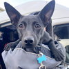 Perla - Photo 4