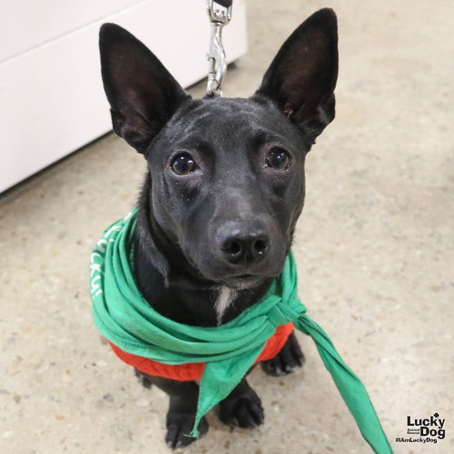 PERLA - Chihuahua / Terrier available for adoption