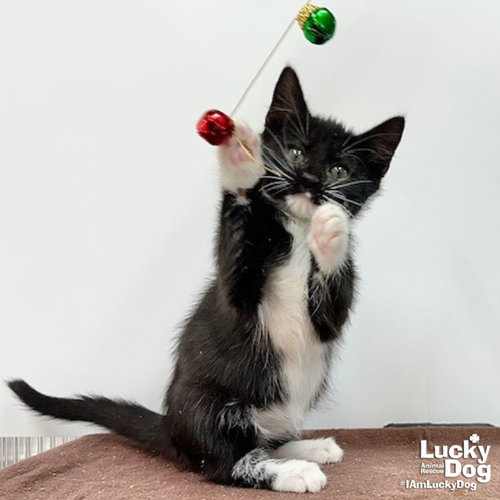 ROY - Domestic Short Hair available for adoption