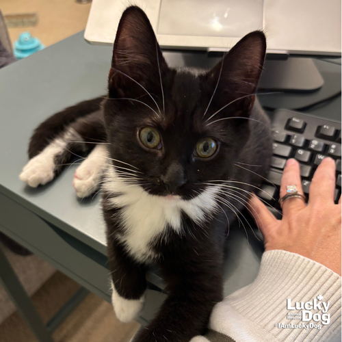 ROY - Domestic Short Hair available for adoption