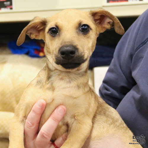 VIGGO - Chihuahua available for adoption