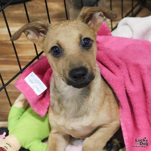 VIGGO - Chihuahua available for adoption