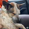 Pupy - Photo 3