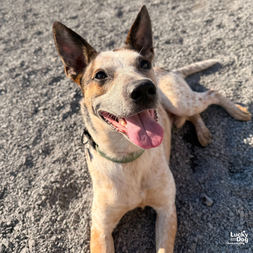 PUPY - Australian Cattle Dog/Blue Heeler available for adoption