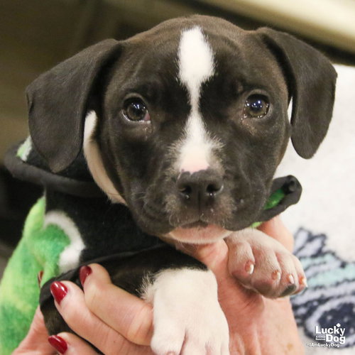 SAM - Labrador Retriever / Terrier available for adoption