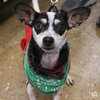 Betty Boop - Photo 1