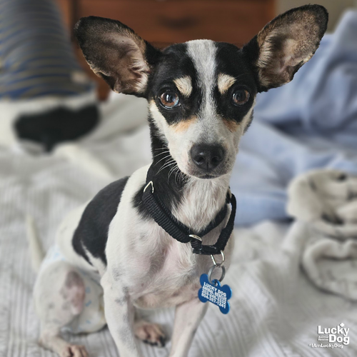 BETTY BOOP - Chihuahua available for adoption