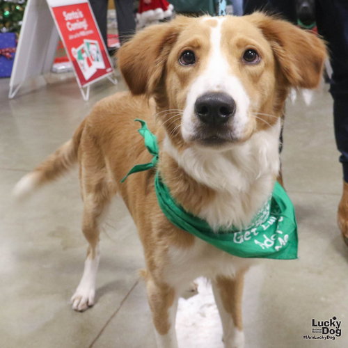 BELLA DONNA - Spaniel / Border Collie available for adoption
