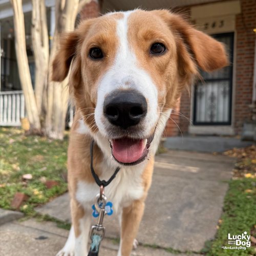 BELLA DONNA - Spaniel / Border Collie available for adoption