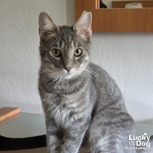 JERRY - Domestic Short Hair available for adoption