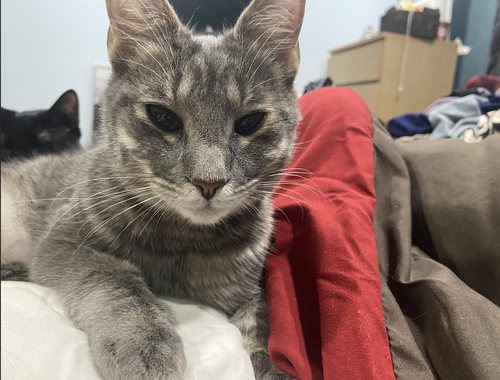 JERRY - Domestic Short Hair available for adoption
