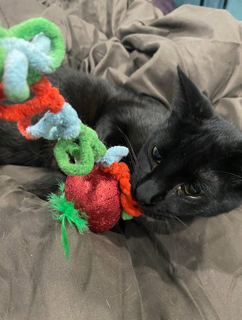 TOM - Domestic Short Hair available for adoption