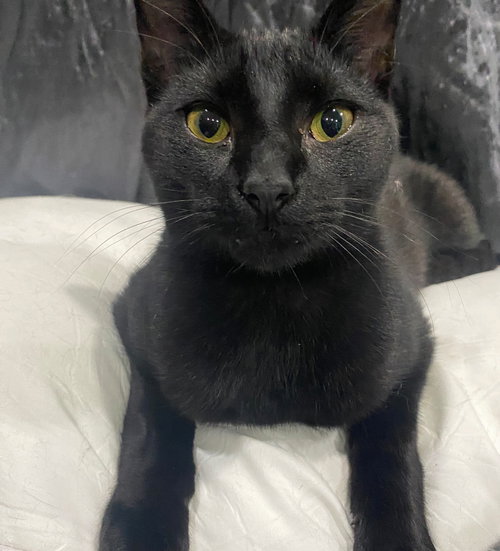 TOM - Domestic Short Hair available for adoption