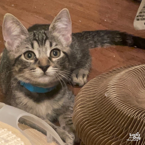 TIKTOK - Domestic Short Hair available for adoption