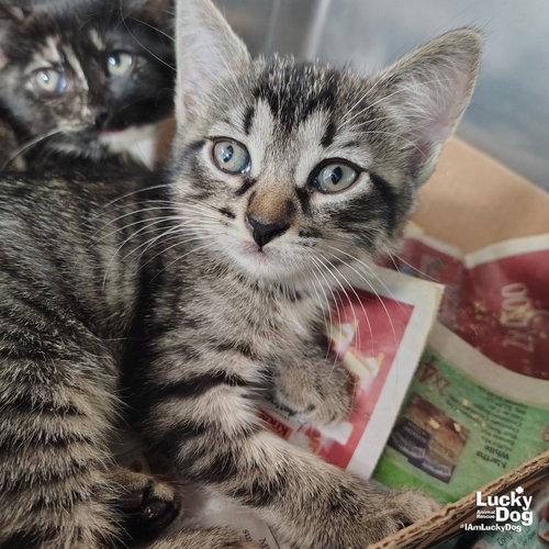 TOBIE - Domestic Short Hair available for adoption