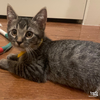 Tobie - Photo 3