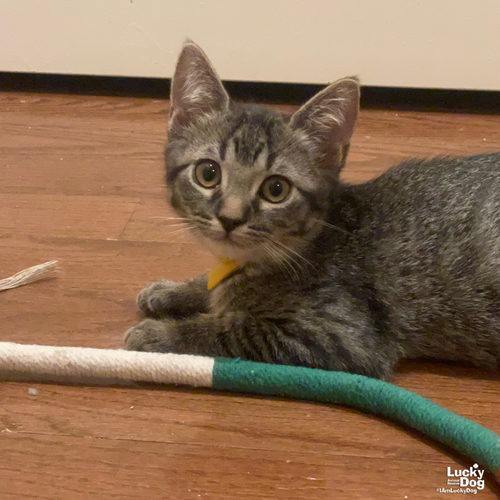 TOBIE - Domestic Short Hair available for adoption