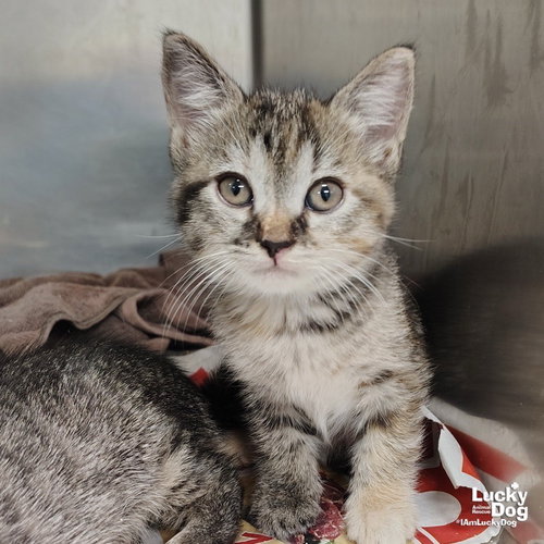 TWITTER - Domestic Short Hair available for adoption