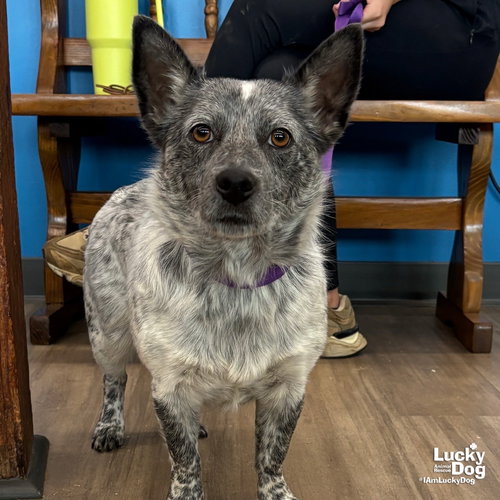 LINDA - Cattle Dog / Corgi available for adoption