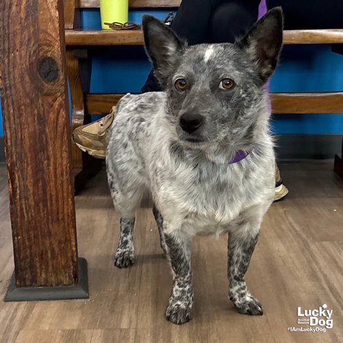 LINDA - Cattle Dog / Corgi available for adoption