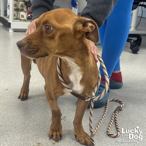 MARLOWE - Dachshund / Terrier available for adoption