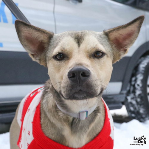 PRINCESSA - Shepherd available for adoption