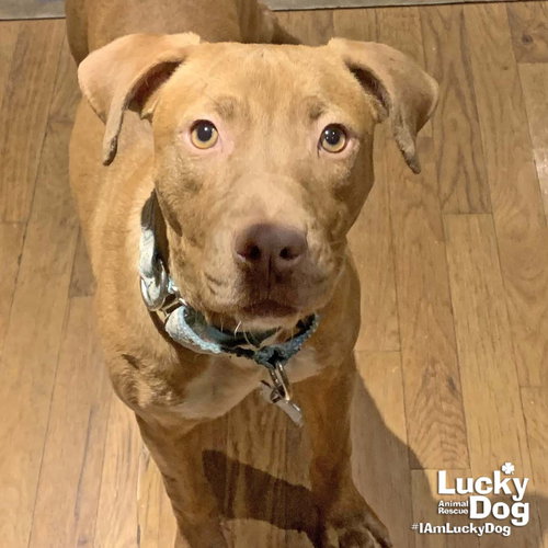 MISS MAPLE - Labrador Retriever / Shepherd available for adoption