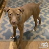 Miss Maple - Photo 2