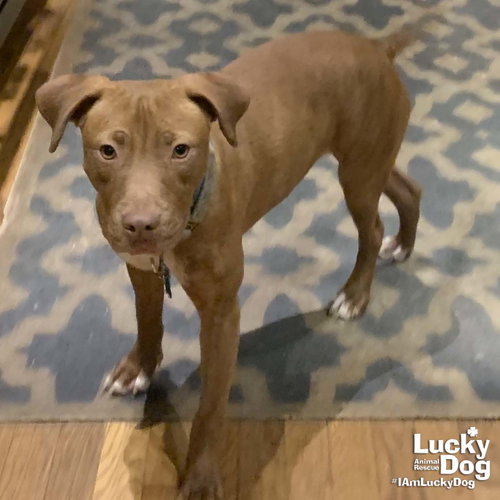 MISS MAPLE - Labrador Retriever / Shepherd available for adoption
