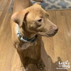 Miss Maple - Photo 4