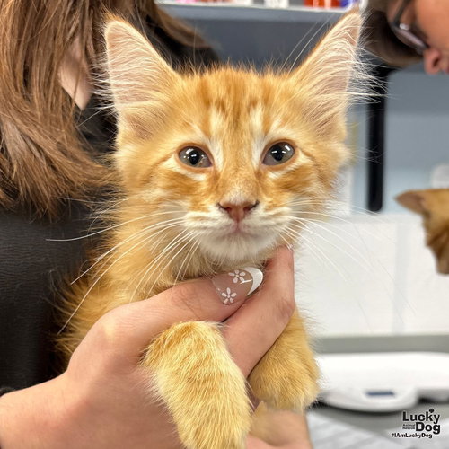 ANDREW - Domestic Medium Hair available for adoption