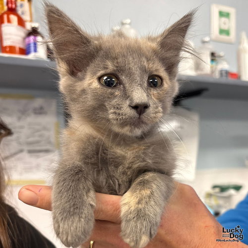 ANGELINA - Domestic Medium Hair available for adoption