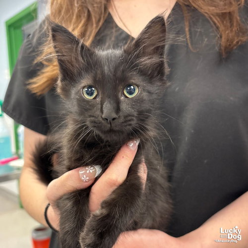 ASHLEY - Domestic Medium Hair available for adoption