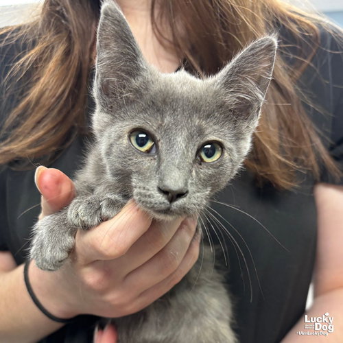 ASIA - Domestic Short Hair available for adoption