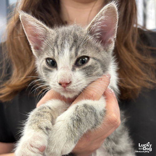 ANCHOVY - Domestic Short Hair available for adoption