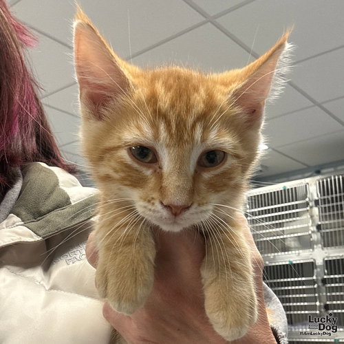 APPY - Domestic Short Hair available for adoption