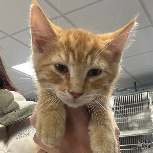 APPY - Domestic Short Hair available for adoption