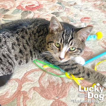 BEN - Domestic Short Hair available for adoption