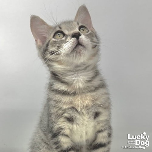 TIDAL - Domestic Short Hair available for adoption