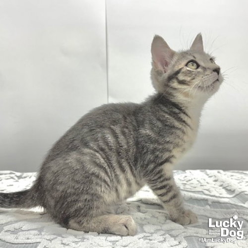 TIDAL - Domestic Short Hair available for adoption
