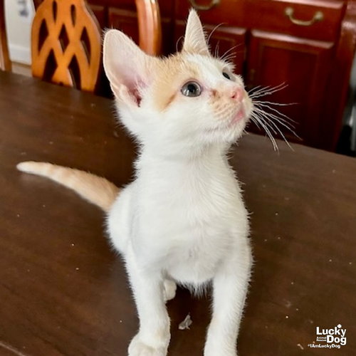 FINN - Domestic Short Hair available for adoption