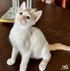 Finn - Photo 4