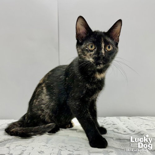 GENESIS - Domestic Short Hair available for adoption