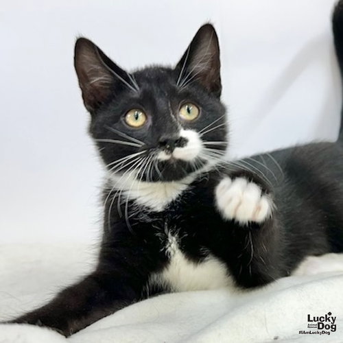SPENCER - Domestic Short Hair available for adoption