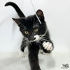 Spencer - Photo 4