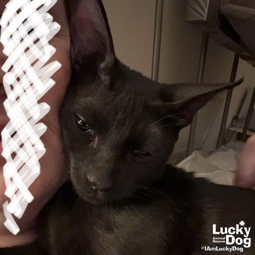 MAXIMUS - Domestic Short Hair available for adoption