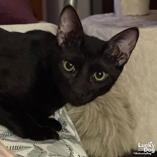 MAXIMUS - Domestic Short Hair available for adoption