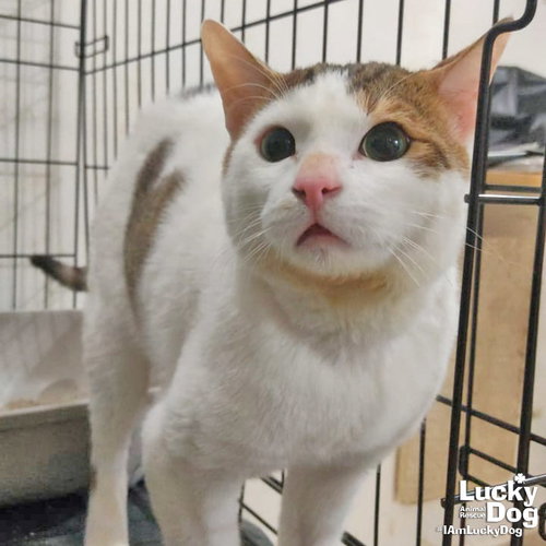BERRY - Domestic Short Hair available for adoption